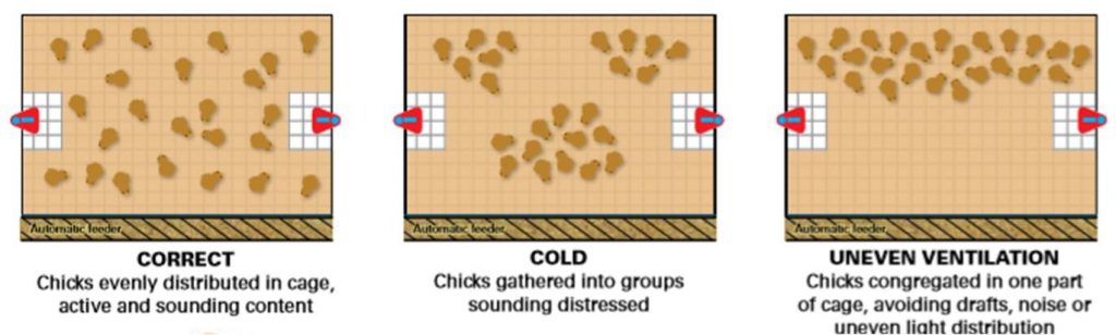 Layer chicks in brooder - diagram