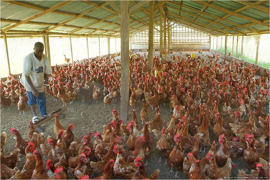 Poultry Houses A Guide To Designs Systems Sizes Structures