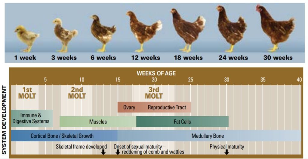 Layer Chicken Growth Chart