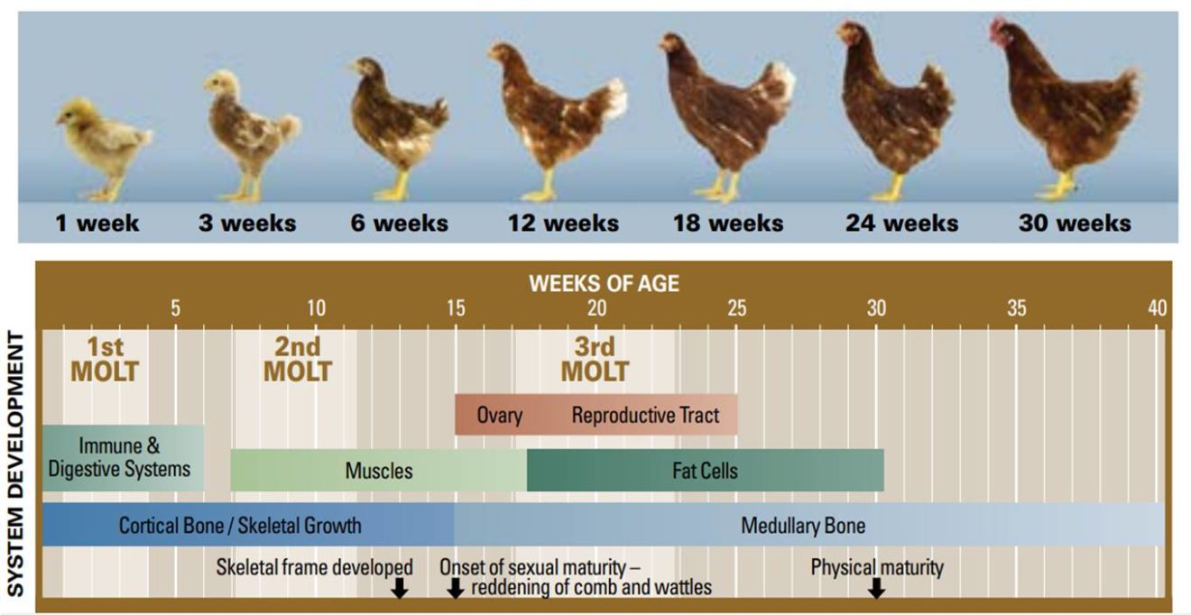 Сколько вес курицы. Рост курицы. Стадии роста курицы. Рост курицы по месяцам. Рост кур по месяцам.