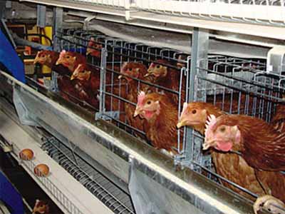 Layer Chicken In Cages