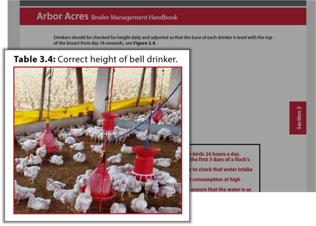 adjust the height of bell drinker for growing broiler birds