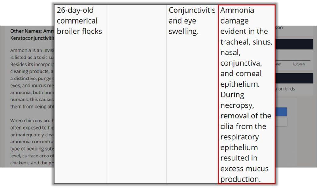 Ammonia damage broiler 