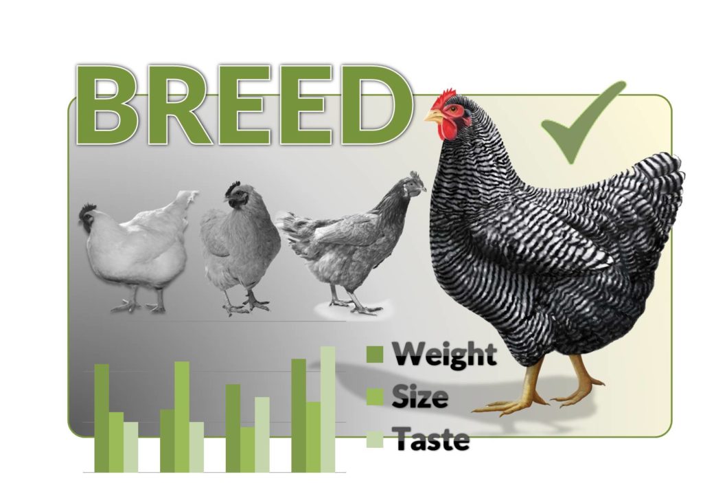 broiler breed