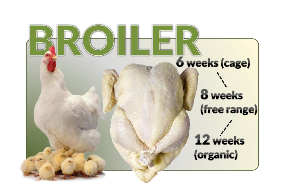 broiler definition