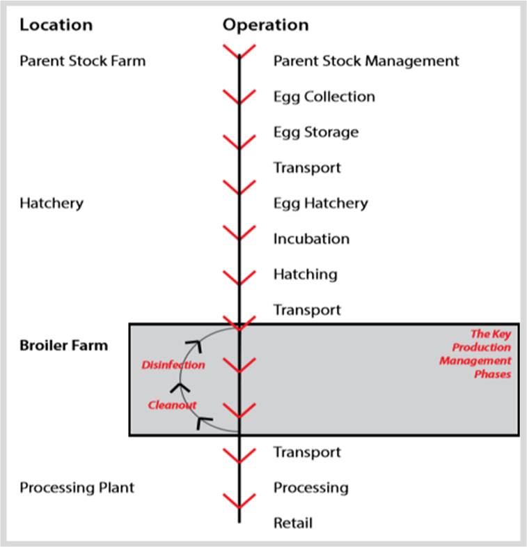 Broiler Farming Value Chain