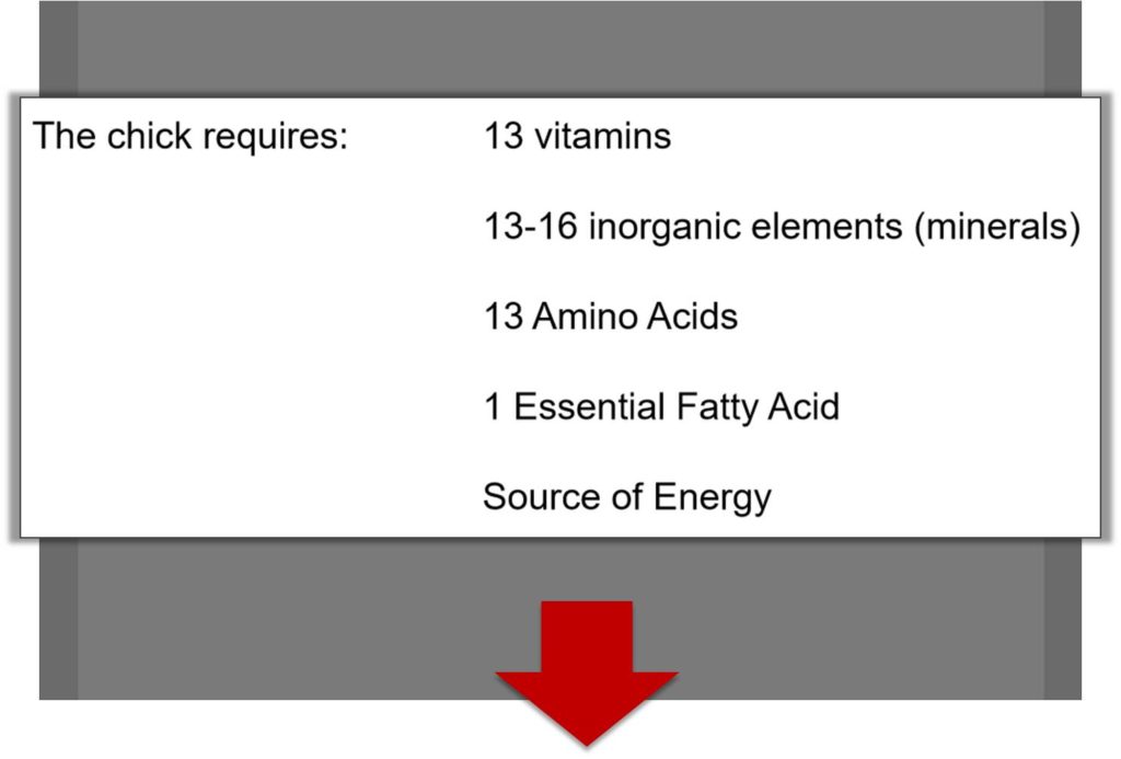 Broiler chick nutrition requires