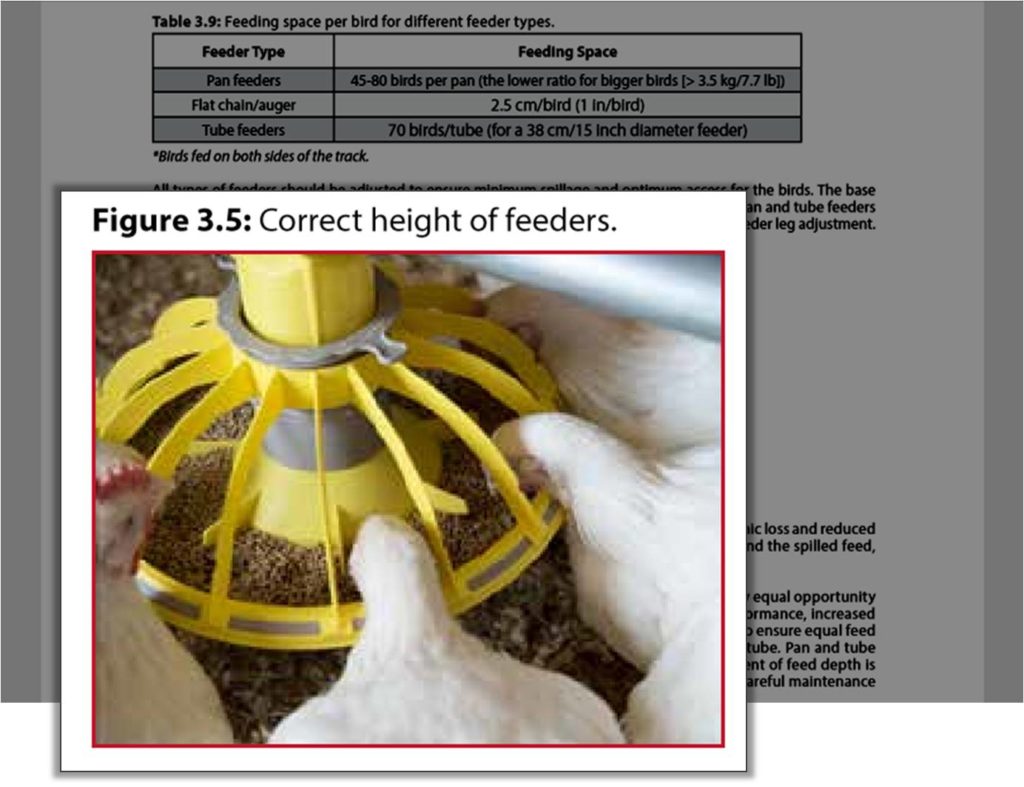 correct height of broiler feeders on farm