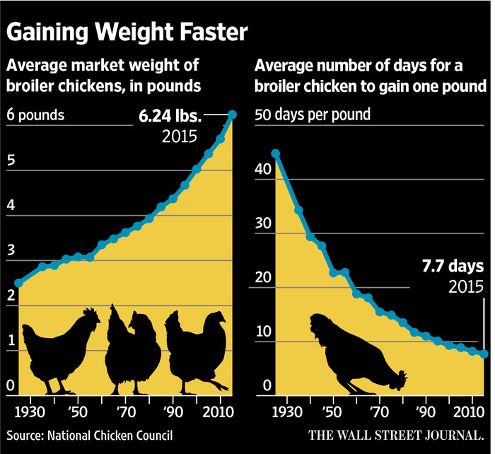 Broiler Weight Gain Graph