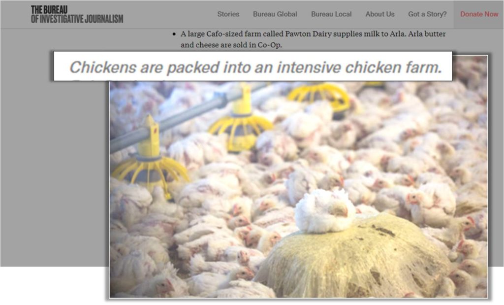 intensive broiler farming