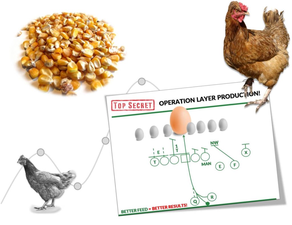 Layer Egg Production Strategy