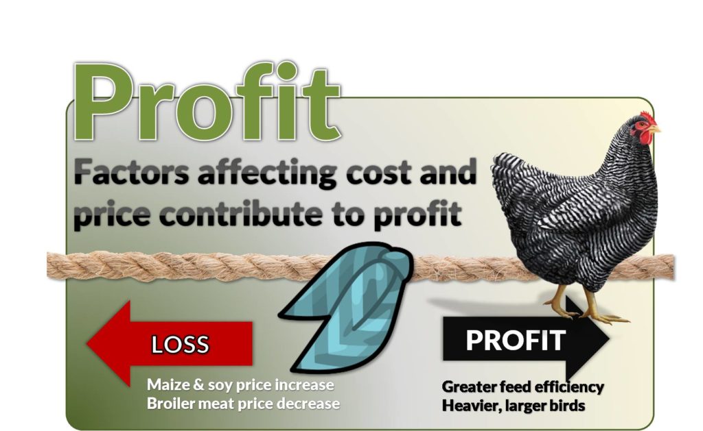 broiler profit