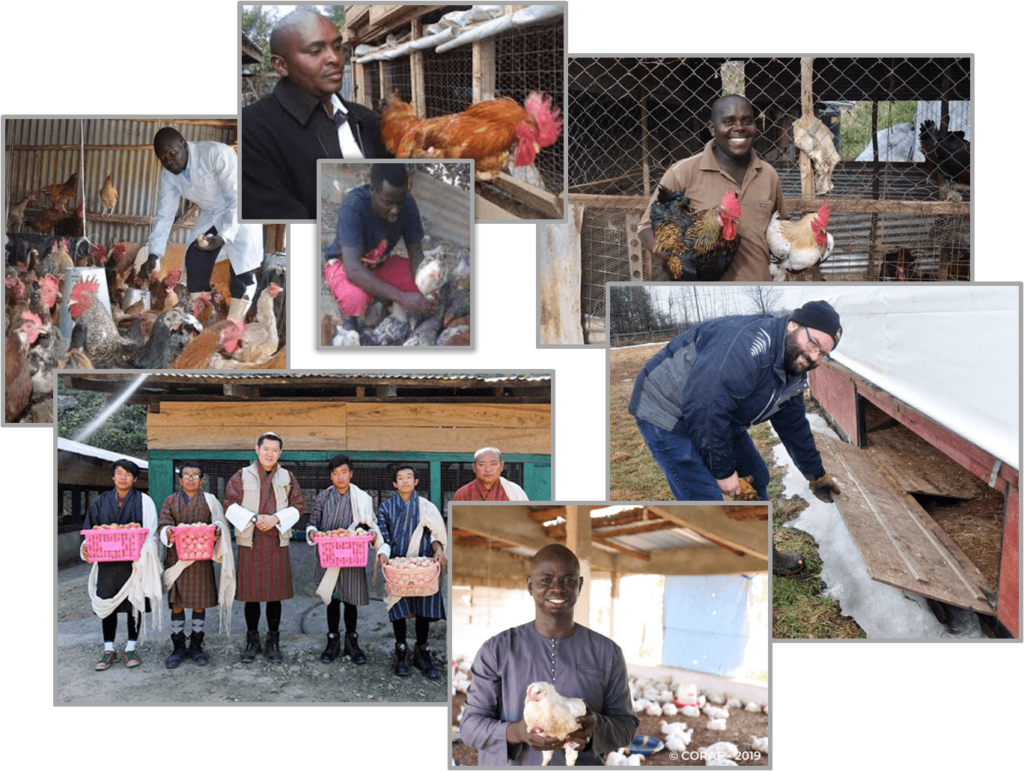 Poultry farm success stories Poultry farm success stories