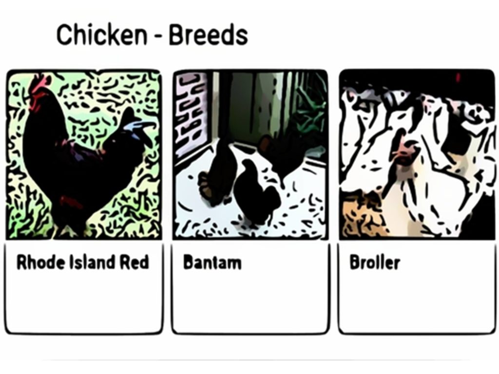 Selecting Your Breed of Chicken