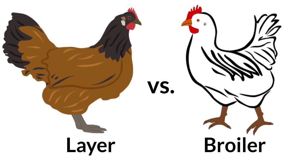 Choose Your Type of Poultry Business