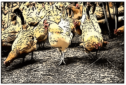 poultry farming business plan for beginners