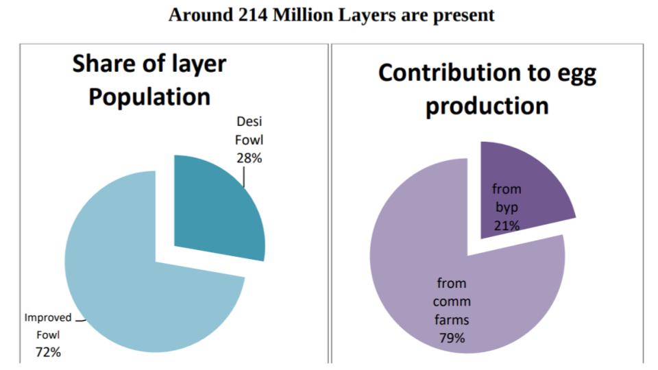 Layer Chicken Population in India