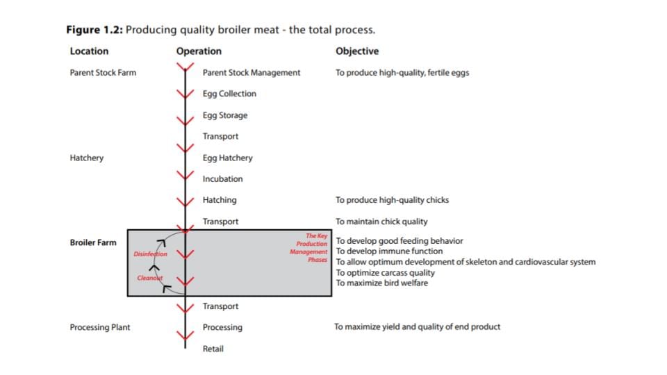Broiler Meat Production Chain