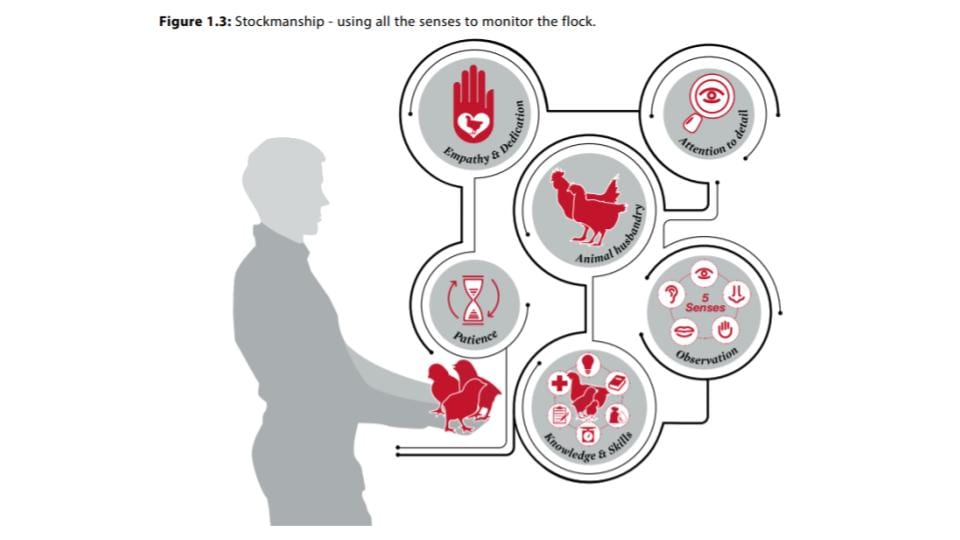 Broiler Stockmanship