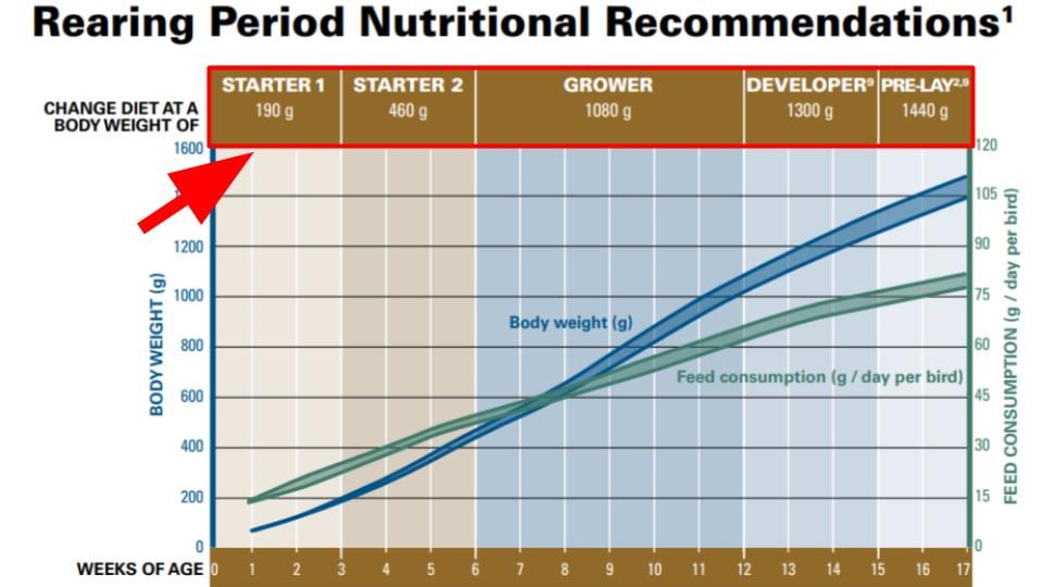 Nutritional Requirement of Hyline Layer Hens