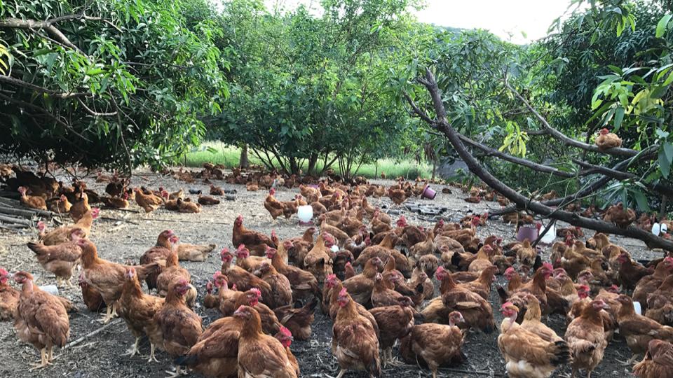 Free Range Poultry Farm in the Philippines