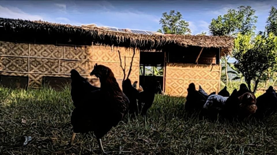 Free Range Poultry House in the Philippines