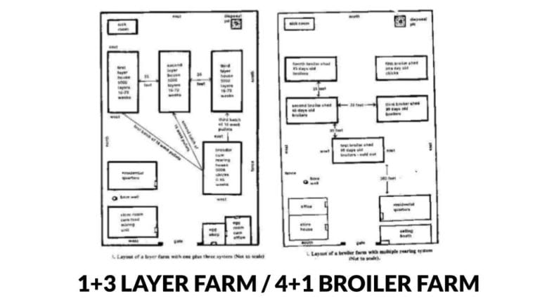 chicken house layout plans