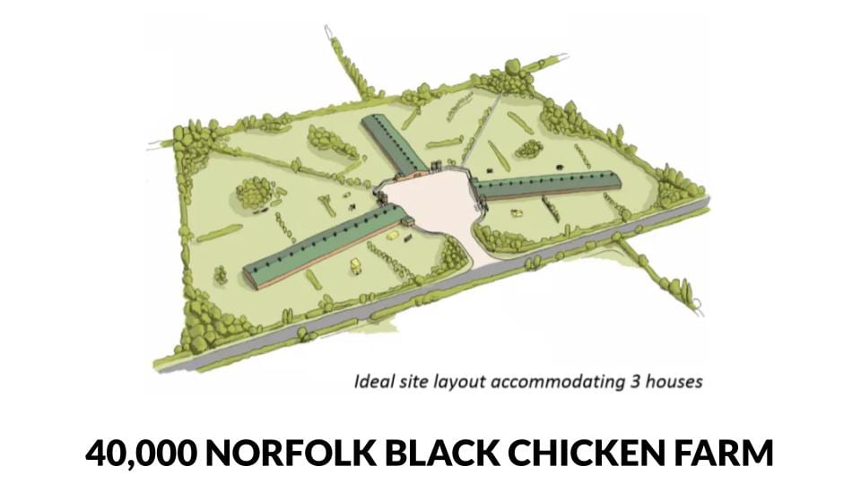 40,000 bird Norfolk Black Chicken Farm Plan - 3 shed / free range