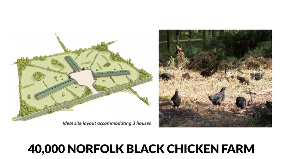 Norfolk Black Chicken 40,000 bird farm plans