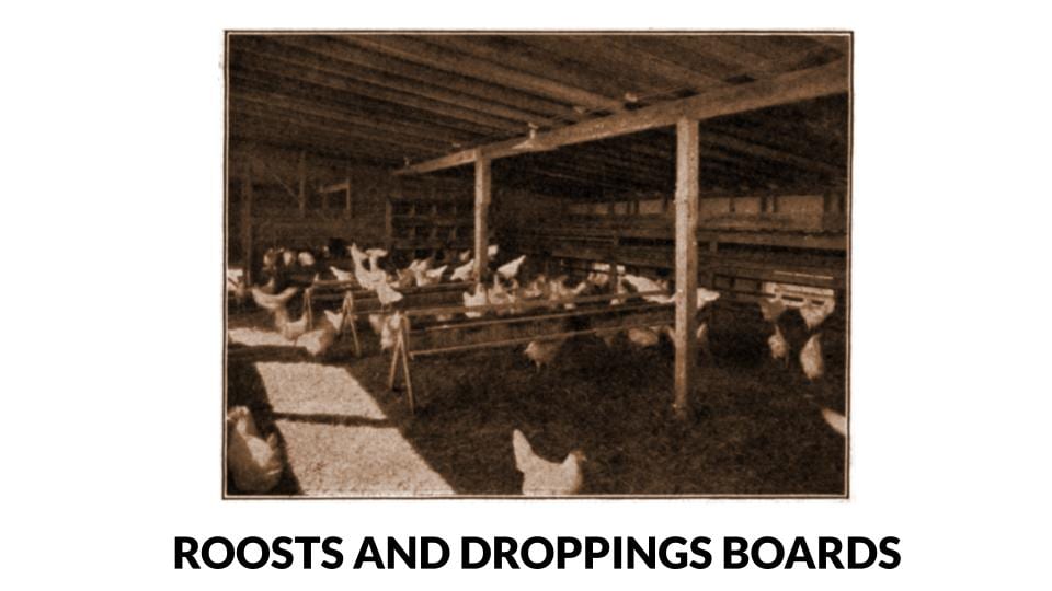 Poultry Roosts And Droppings Boards Photo