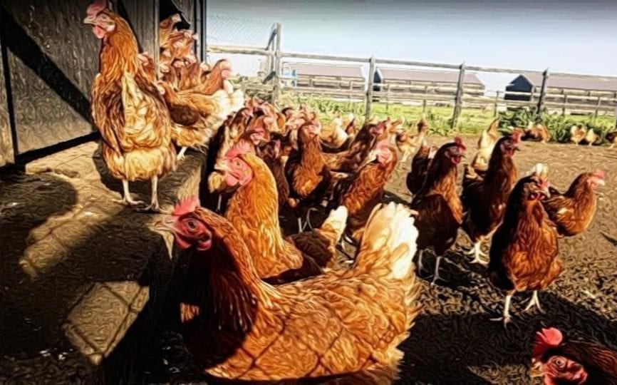 Red Hens Leaving The Poultry House Photo