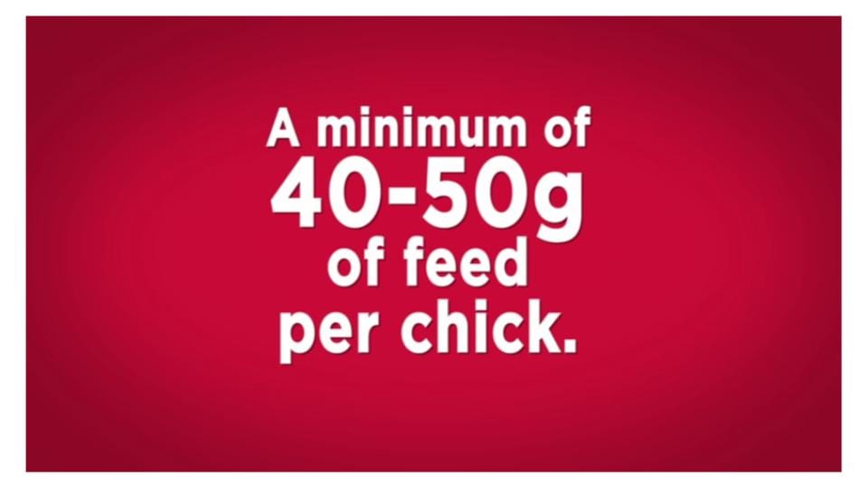 40 to 50 grams of feed per chick