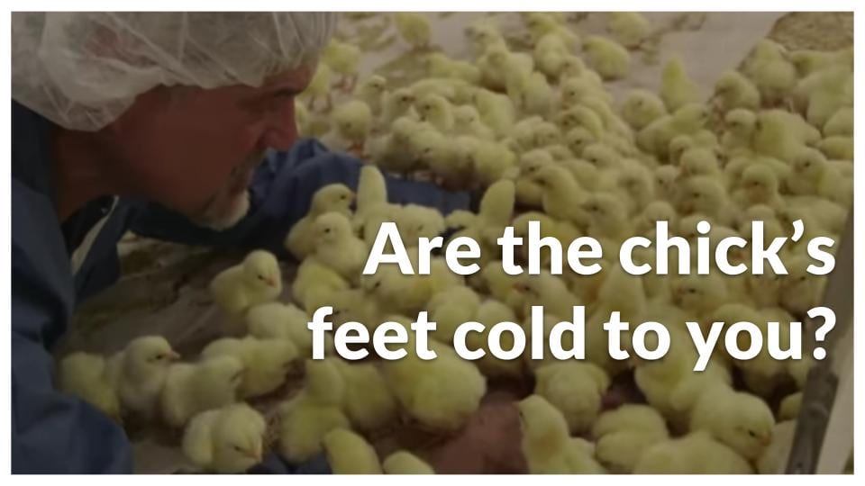 Are your chicks feet cold to you