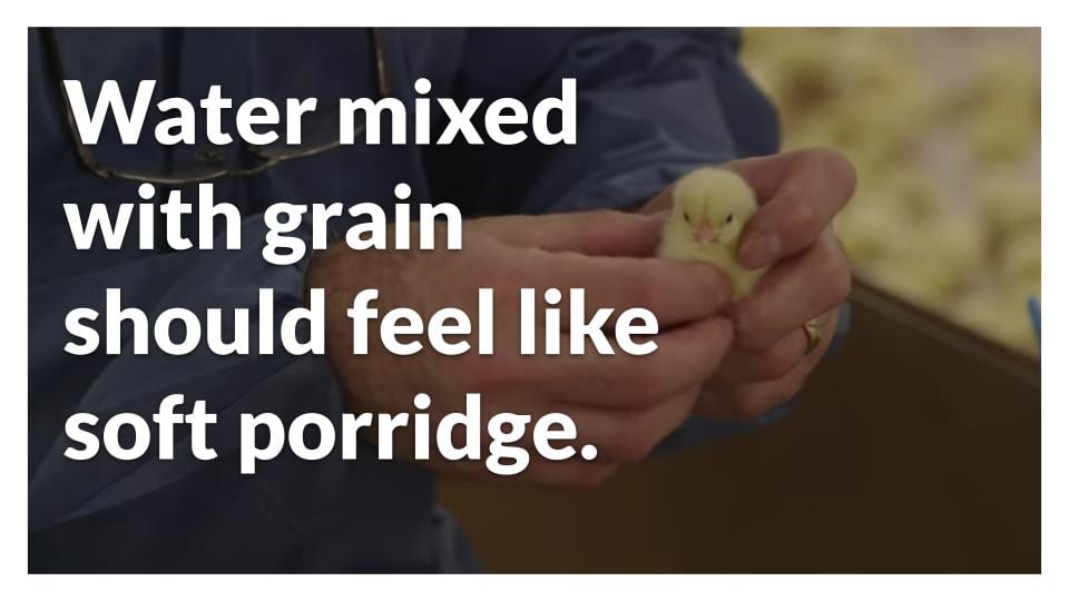 Assess the crop texture of chicks