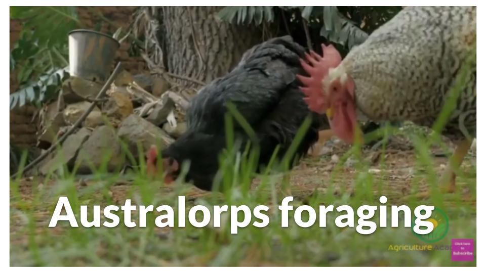 Australorp foraging