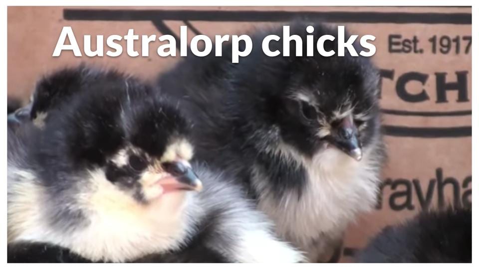 Australorp chicks