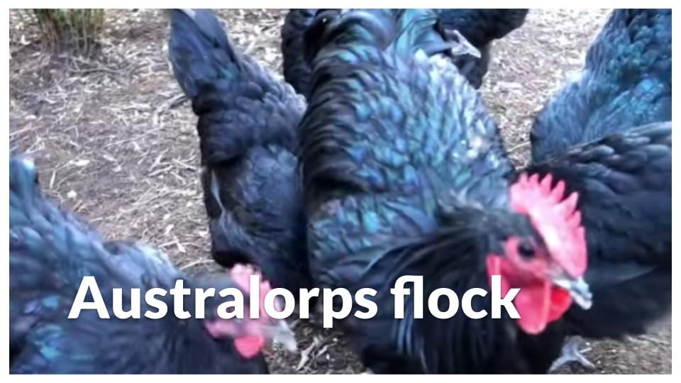 Australorp flock
