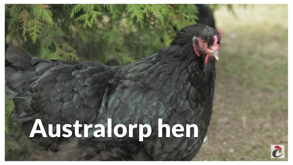 Australorp hen