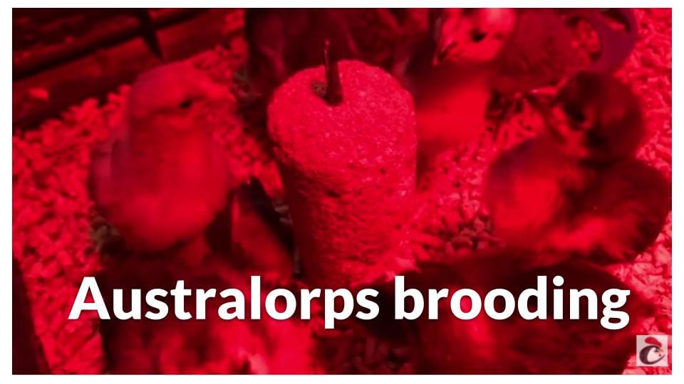 Australorps brooding