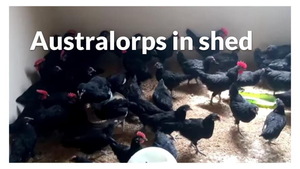 Australorps in shed