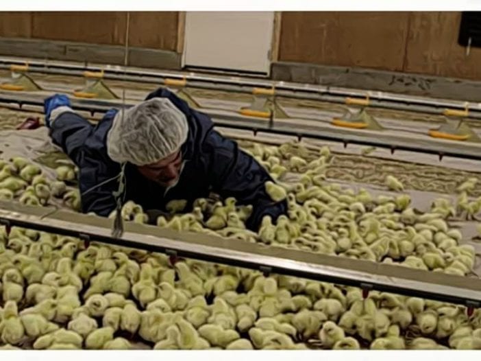 Broiler Brooding Management Practices_ Early Chick Performance (1)