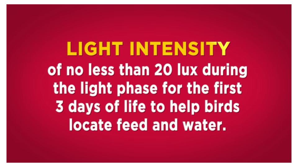 Brooder light intensity