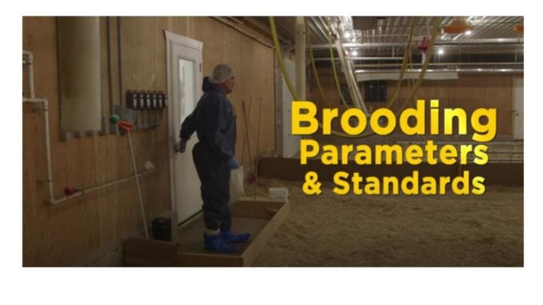 Broiler Brooding Best Management Practices