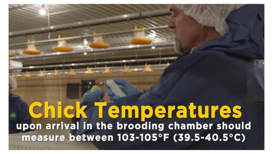 Check chick temperature