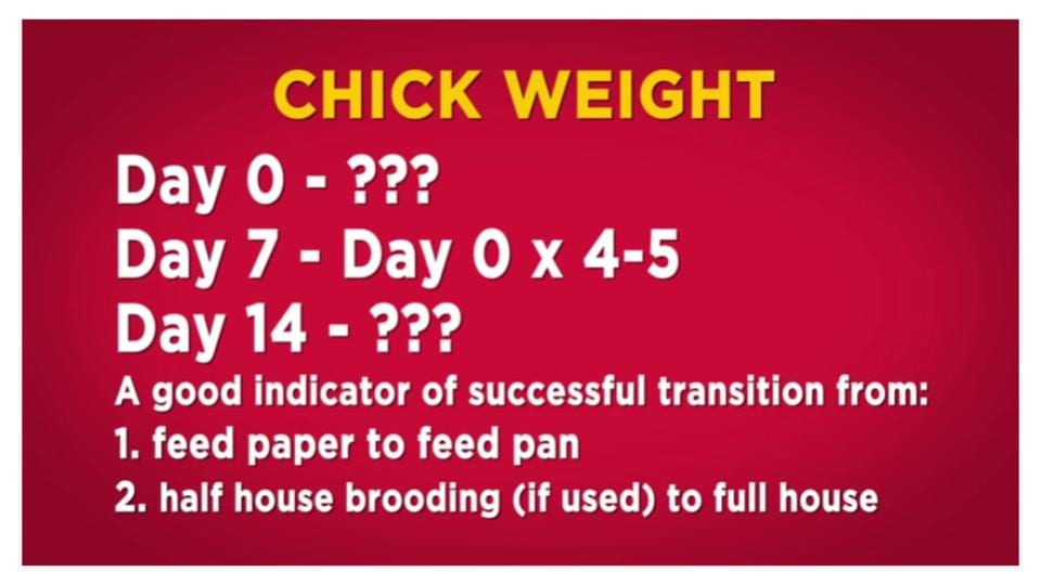 chick weight parameters