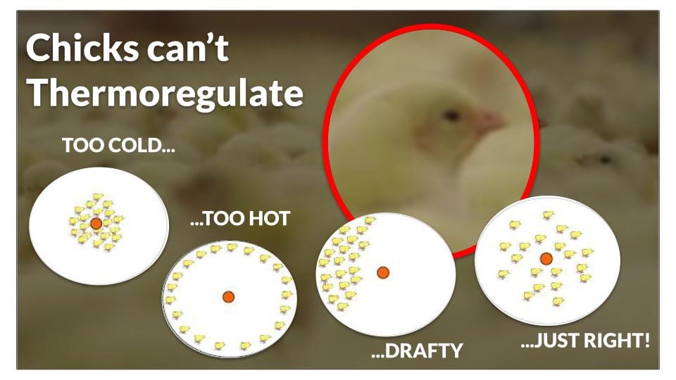 Chicks cant thermoregulate