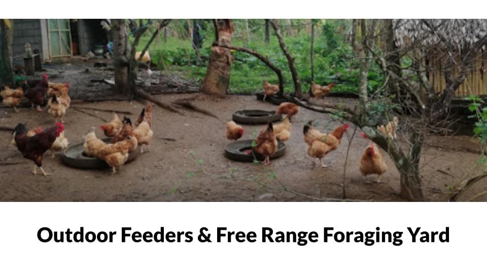 Femi Farm Free Range Chicken house Photo 2