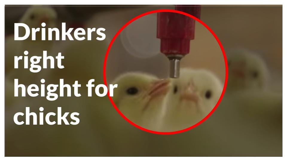 Get drinker adjusted to the right height for the chicks