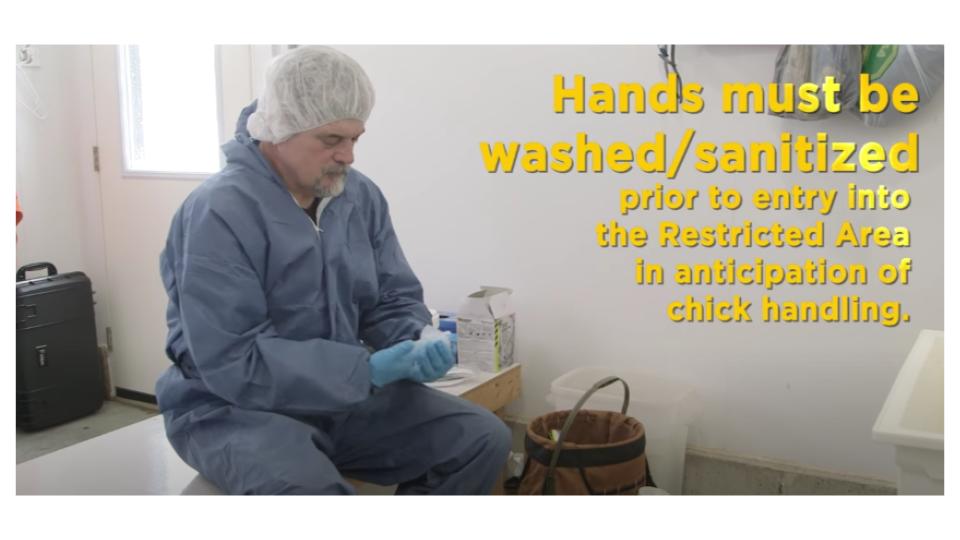 Hand sanitisation on a brooder farm