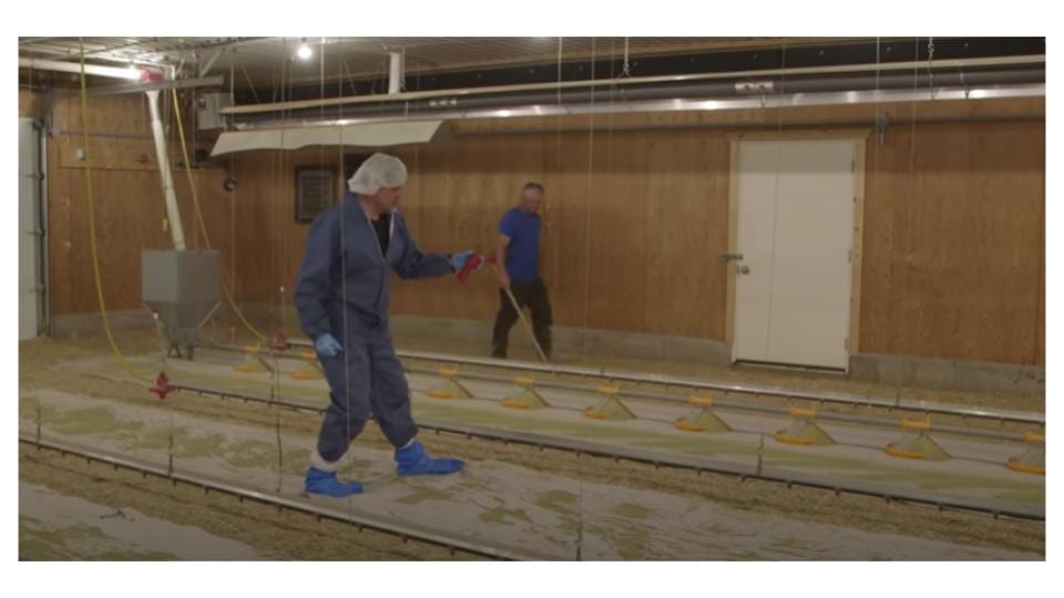 Measuring brooder barn humidity